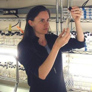 Dr. Nicole Poulton of Bigelow Laboratory, along with Dr. David Fields (not pictured), lead the Keller BLOOM program. File photo