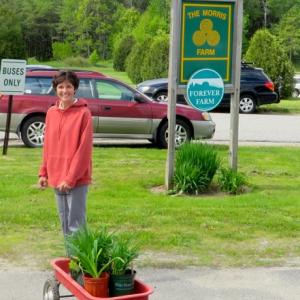 Wagons are provided for transporting plants to your car from the barn at Morris Farm. The annual plant sale will be held Saturday, May 30 from 9 a.m. until noon. Courtesy photo