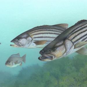 Striped bass by Timothy Knepp. U.S. Dept. of the Interior/Public Domain