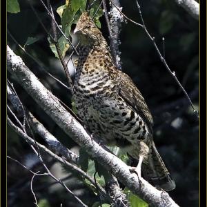 Ruffed grouse. Courtesy of Kirk Rogers