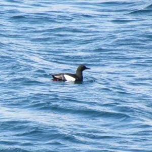 Black guillemot. Courtesy of Jeff Wells