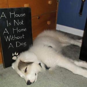 Mickey, a Great Pyrenees mix and Underhound Railroad rescue, is just one of the adoptable dogs and puppies that will be available for meet and greets during the second annual Rescue Day at the Railway this Saturday from 9:30 a.m. to 5 p.m. at the Boothbay Railway Village. Courtesy of Margaret Hoffman