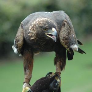 An American golden eagle. Courtesy of J. Glover/Atlanta, Georgia