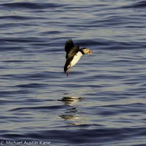 Pemaquid Watershed Association invites the public to its Puffin Sunset Cruise on Friday, June 26. Courtesy of Michael Austin Kane