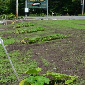 Young pumpkins have been sprouting, and in a few months time will be used for boats, decoration and helping nonprofits. Courtesy of Robin Mayer