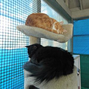 Two cats in the open summer area of the Lincoln County Animal Shelter. KATRINA CLARK/Boothbay Register