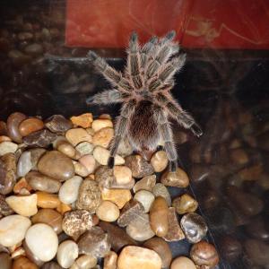 One of the creatures Chewonki brought to the library to learn about Hero Adaptation and where Super Heroes get their powers. Courtesy of Natalie Castonia