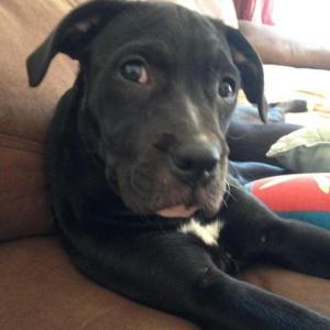 Eclair is 16 weeks old and looking for a home. All Underhound dogs are spayed/neutered, vaccinated and have had a health check. Eclair will be featured at The Animal House on Saturday, July 11, from 11 a.m. to 2 p.m. Courtesy of Underhound Railroad