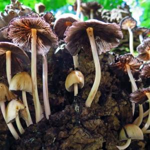 Local mushrooms. Courtesy of David Spahr