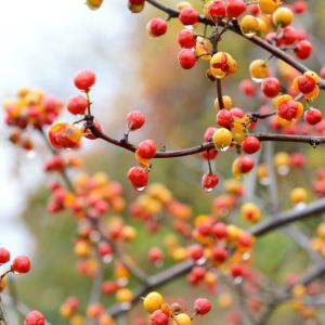 Invasive plants, like this Asiatic bittersweet vine, are becoming an increasing problem throughout the region. Courtesy photo