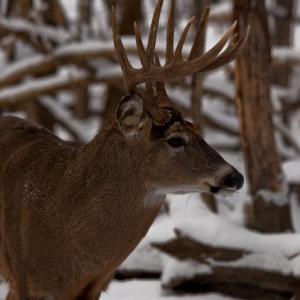 ForestWander/Wikimedia