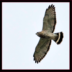 Broad-winged hawks are one of the bird species researchers are tracking via satellite. Courtesy of Kirk Rogers