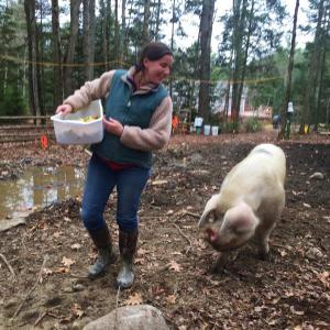 Amy Warner and Rondo, a Gloucestershire Old Spot boar, walk toward his feed dish with a load of apples at Warner’s and fiance Toby Stockford’s farm off Route 218 in Alna.SUSAN JOHNS/Wiscasset Newspaper