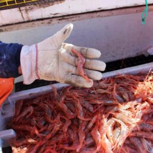 A shrimp fisherman holds a Northern Shrimp from the Gulf of Maine. Courtesy of Margaret Hunter