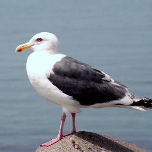 Slaty-backed Gull