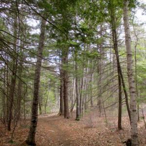 The Tall Pines Trail of the West Woods in Wiscasset. PHIL DI VECE/Wiscasset Newspaper