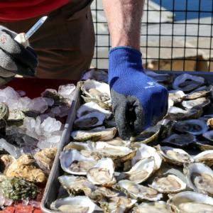 Oysters at the Pemaquid Oyster Festival last September. Courtesy of Michael Austin Kane