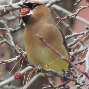cedar waxing, crabapple, jeff wells