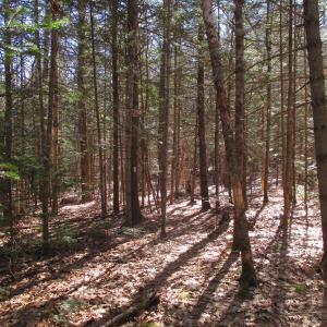 The Griggs Preserve’s trail system offers about two miles of hiking near the Sheepscot River in South Newcastle. PHIL DI VECE/Wiscasset Newspaper