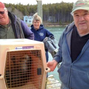 Rescued! Tim Tibbetts, right, and Gerry Gamage of Southport, with Lisa Perry, a volunteer responder for Marine Mammals of Maine, on March 23. The wounded harbor seal in the carrier was discovered by Tibbetts on his float in Christmas Cove that morning. Courtesy of Sue Katzev