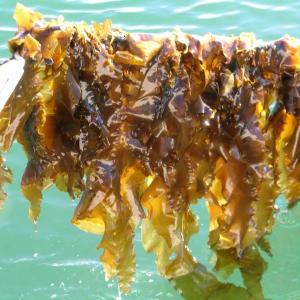 Seaweed.