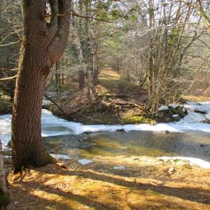 The main trail into the Trout Brook Preserve carries you along a portion of the WW & F Railroad right-of-way. This picture shows where a small timber trestle once stood carrying the railroad over the brook. PHIL DI VECE/Wiscasset Newspaper