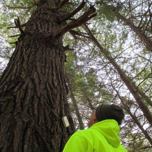 Steve Christiansen of Wiscasset admires the “Venerable Hemlock,” one of several majestic trees that can be seen on the Trails at the Pownalborough Court House. PHIL DI VECE/Wiscasset Newspaper