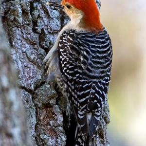 Red-bellied Woodpecker on tree.