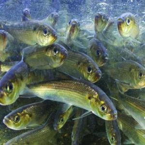 Alewives. Courtesy of Keith Ellenbogen