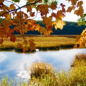 Squam Creek Preserve, Westport Island. Courtesy of Dennis Dunbar/Kennebec Estuary Land Trust.