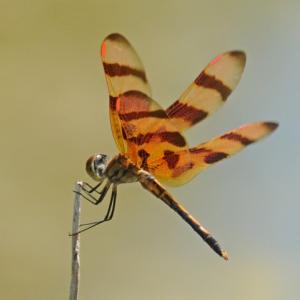 A Halloween pennant. Courtesy photo