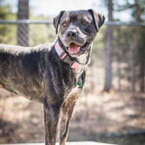 Josie, a 4-year-old shepherd mix, is available for adoption. Courtesy photo