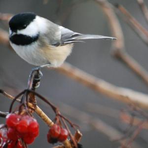 A chickadee. Courtesy of Greg Shute