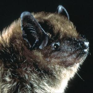 A big brown bat. Courtesy of Merlin Tuttle