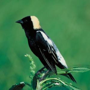 Learn how to manage habitat for grassland birds such as this male bobolink at DRA’s Great Salt Bay Farm on June 15. Courtesy photo