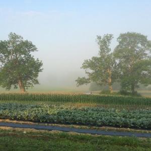 Dooryard Farm in Camden sells MOFGA-certified organic vegetables at their farmstand. Courtesy photo