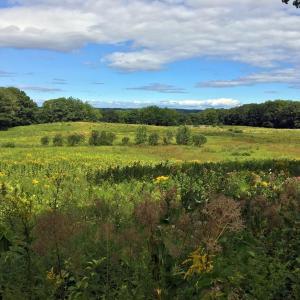Singing Meadows in Edgecomb on a warm August day. SUZI THAYER/Boothbay Register
