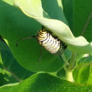 A monarch caterpillar on a milkweed leaf on Hardwick Road, Boothbay. DAVE PARKHURST/Boothbay Register