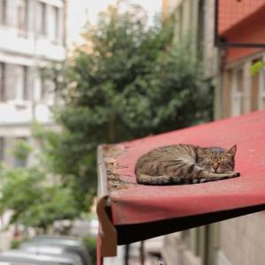 “Kedi” plays at The Harbor Theatre this week. Courtesy photo