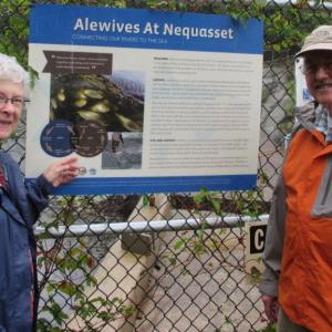 Barbara and Bill Potter at the Nequasset Fishway. PHIL DI VECE/Wiscasset Newspaper