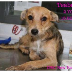Teaberry, one of the shelter dogs Passion For Pets Rescue was rescued from Texas, is photographed at a stop in Louisiana while en route to Maine. Courtesy of Passion for Pets Rescue