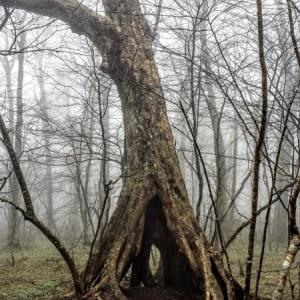 Appalachian Trail