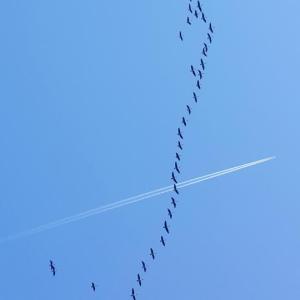It is believed these geese missed their flight south. STEVE EDWARDS/Boothbay Register