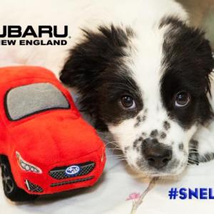 Participate in Subaru of New England's #SNELovesPets social media campaign. Courtesy photo