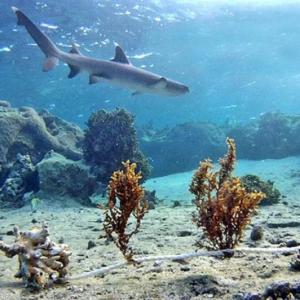 A whitetip reef shark patrols a Fijian coral reef lagoon at high tide. In a recently published study, researchers from Bigelow Laboratory documented the first clear example of sharks causing cascading changes among other sea life in this ecosystem. Courtesy photo
