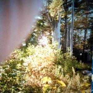 Answer to last week’s question posed at the selectmen’s meeting, about the location of the tree within a tree is, the corner of Fowles Point Road and Route 144 on Westport. Three residents submitted guesses and all were correct. Courtesy photo