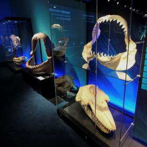 From the “Battle of the Jaws” segment of the exhibition. Courtesy of the Portland Science Center