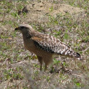 red-shouldered hawk, Boothbay Register, Jeff and Allison Wells