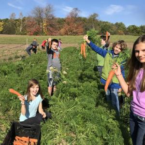 Student volunteers from Great Salt Bay Community School helped harvest carrots at Twin Villages Foodbank Farm last fall. Courtesy of DRA