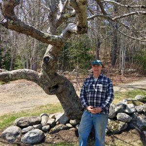 Ron Ross’s favorite heritage apple tree, a Nodhead, on the lawn in front of his home on River Road in Boothbay. SUZI THAYER/Boothbay Register
